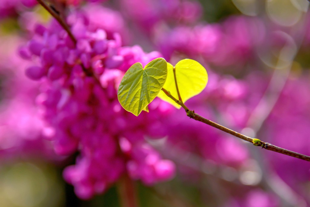 花蘇芳 