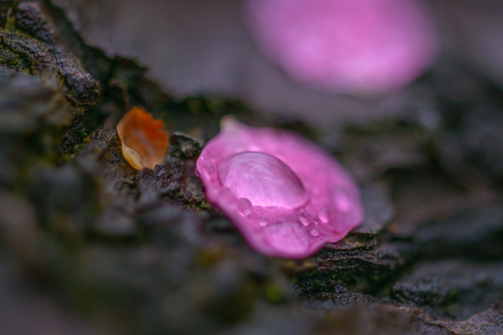 春雨か････　２