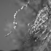 雪柳