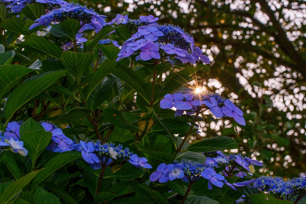 色づくアジサイの花　3