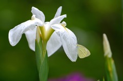 小雨の花ショウブ　2