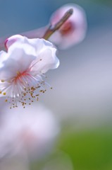 梅の花は見頃です　１