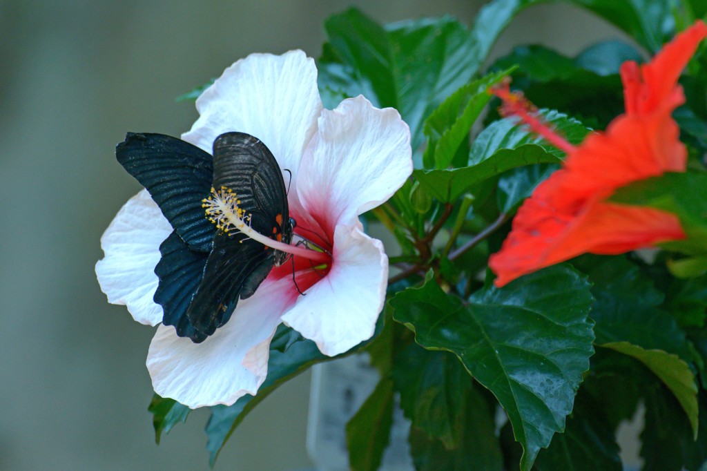 続・わが家の花々にも･････　１