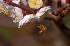 梅の花は見頃です　３