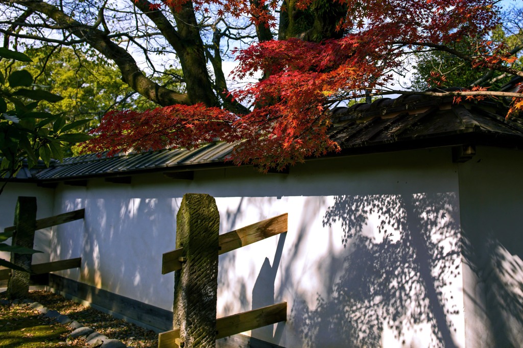 紅葉哀惜　1