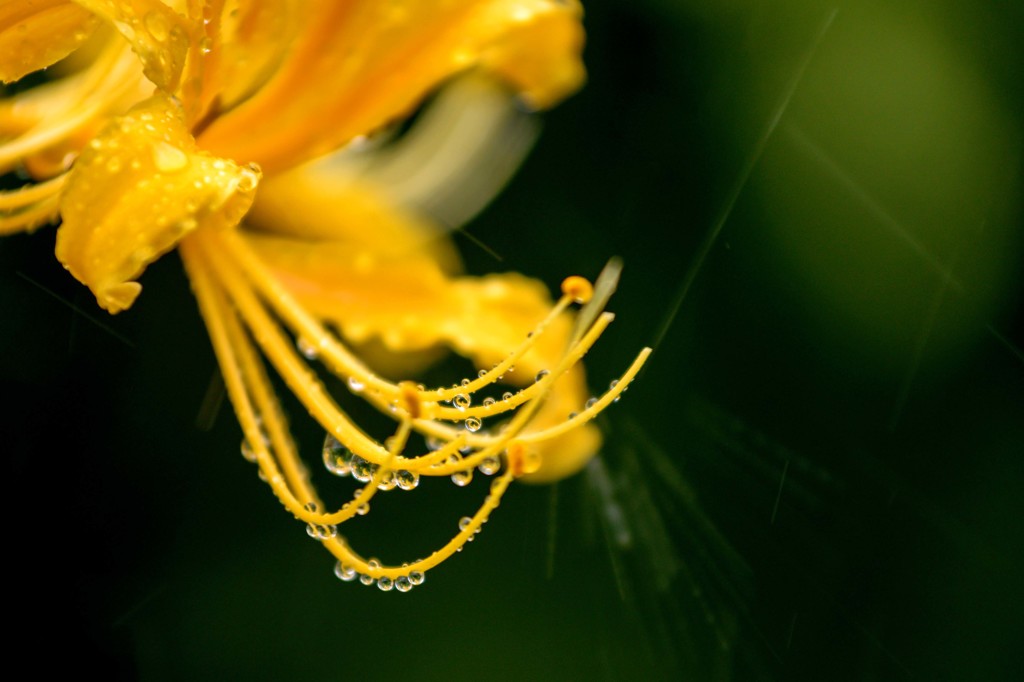 花は秋雨に濡れて････　２