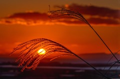 冬の夕陽は難しい　1