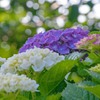色づくアジサイの花　1