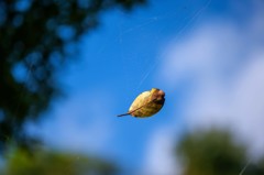 紅葉はお預け　１