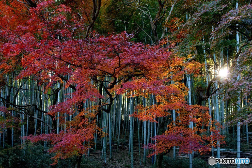 竹林と紅葉