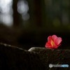 赤を愛でる