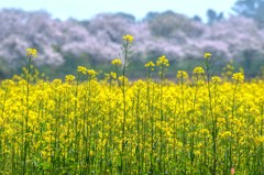 ソメイヨシノは満開　1