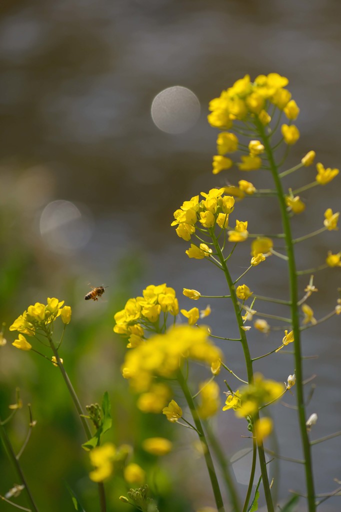 菜の花と蜜蜂