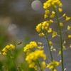 菜の花と蜜蜂