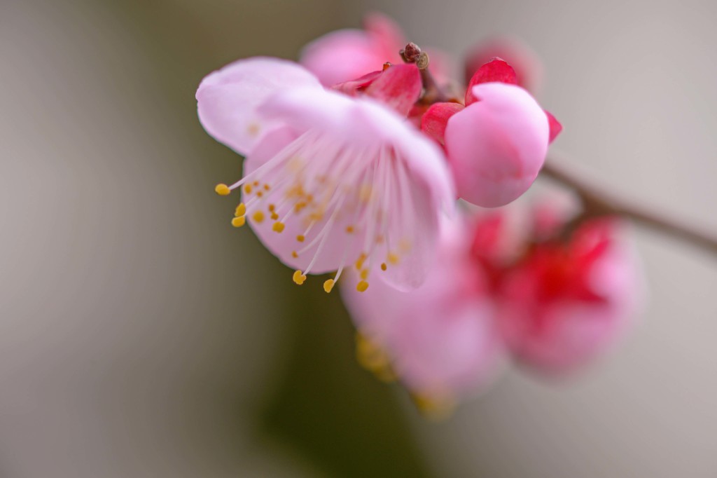 雨あがりの古寺　4完