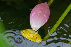 秋雨に濡れながら　３