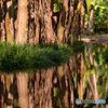 芭蕉園