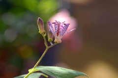 ホトトギスの花