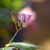 ホトトギスの花