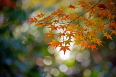 平地も紅葉へ