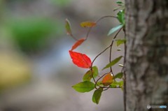 紅葉はお預け　２