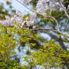 モミジの若葉