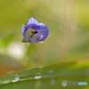 青い草花