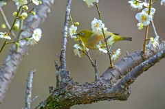 梅園は2分咲きでした　2完