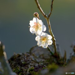 古木の白梅