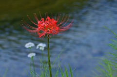 水辺の彼岸花 ３完