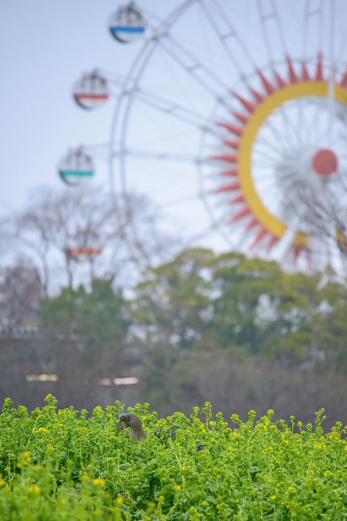 雨の動植物園　２