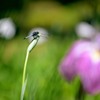 梅雨期は花盛り　２