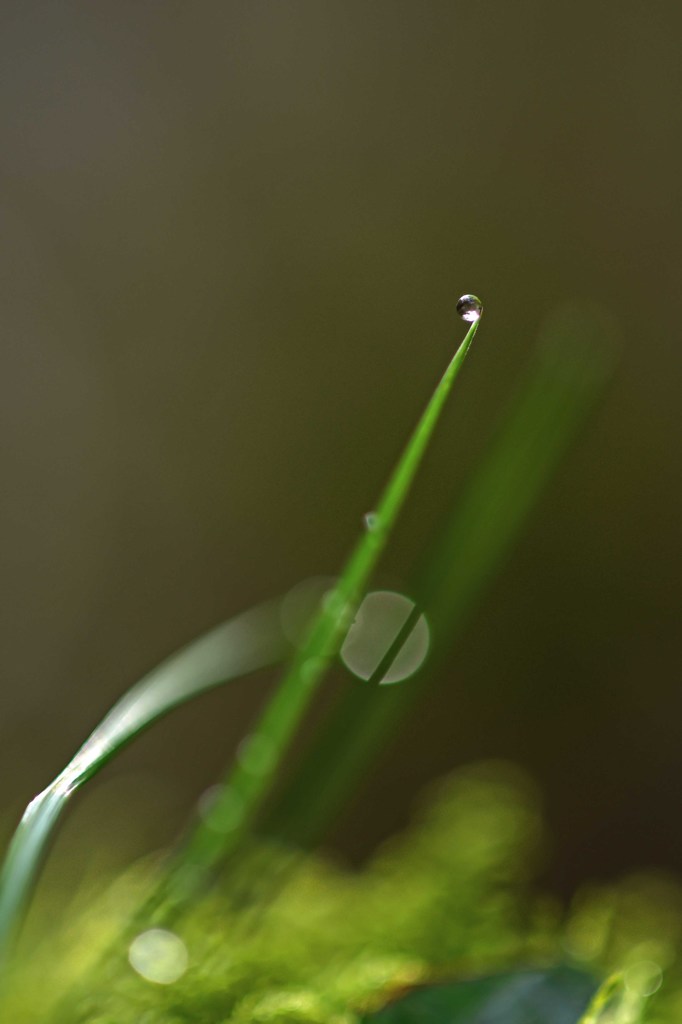 雨上がりの里山道　１