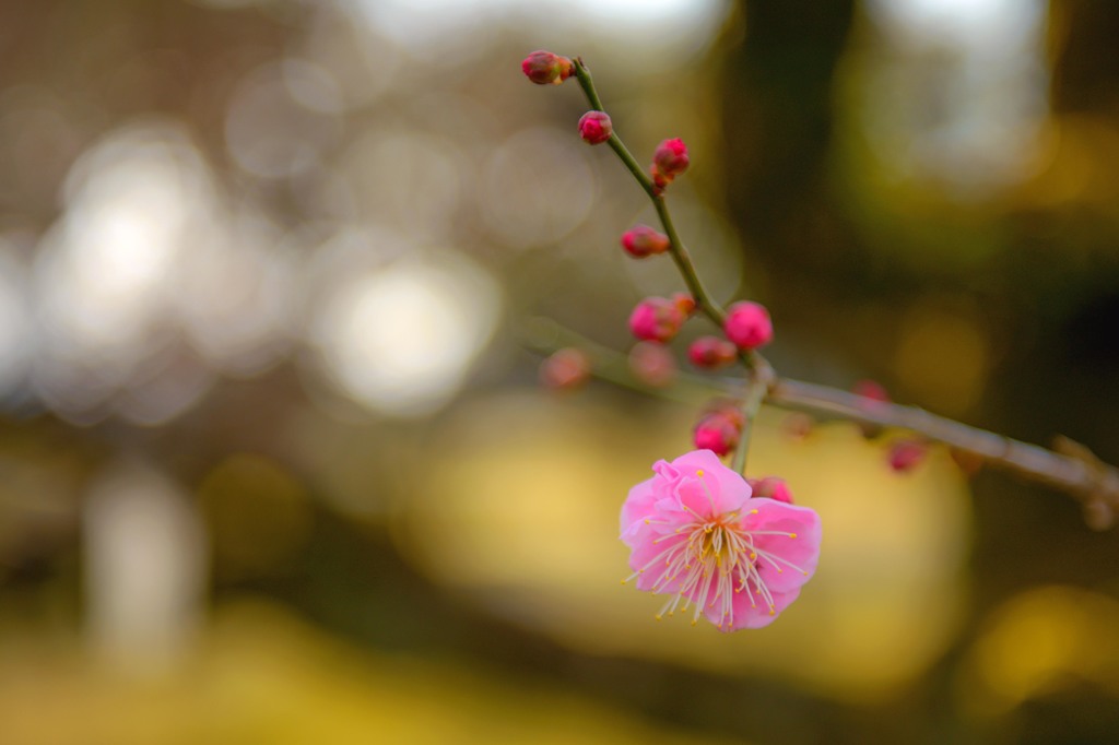 春近し熊本城　２