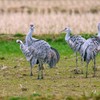 万羽ツルの越冬地へ　6完