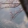 サクラの季節　2