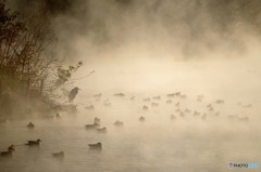 朝もやの湧水湖