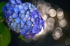 梅雨期は花盛り　３