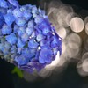 梅雨期は花盛り　３