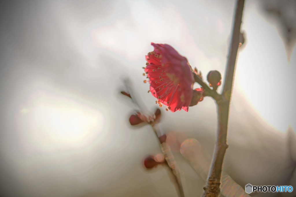 可憐な花