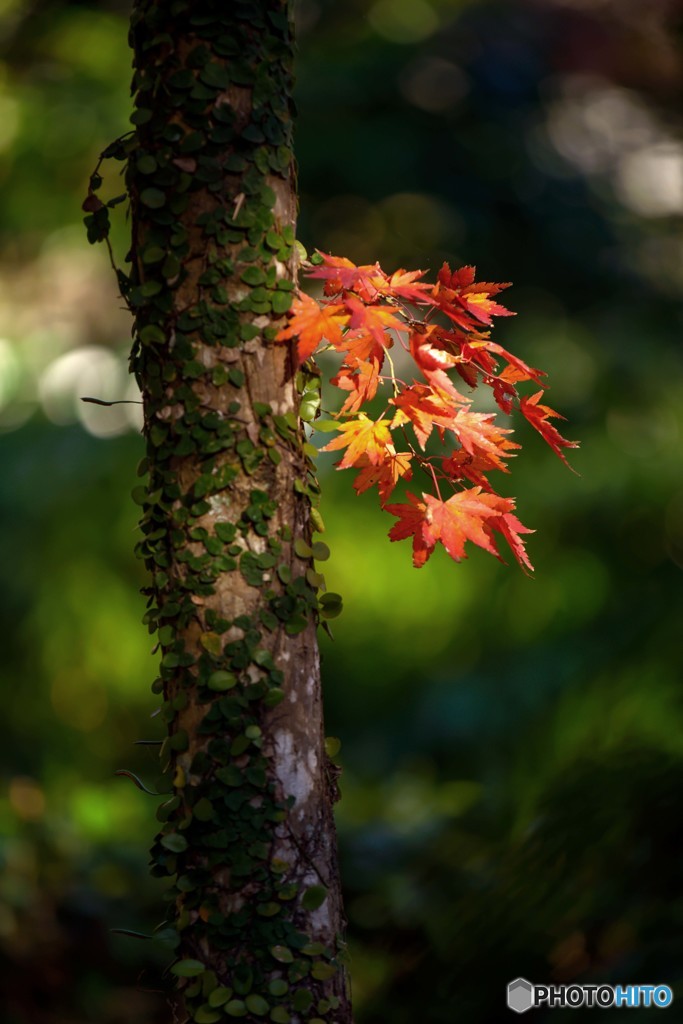 竹林と紅葉