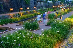 夕暮れ時の花見　４完