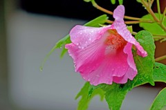 花は秋雨に濡れて････　３