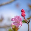 木瓜？　花海棠？