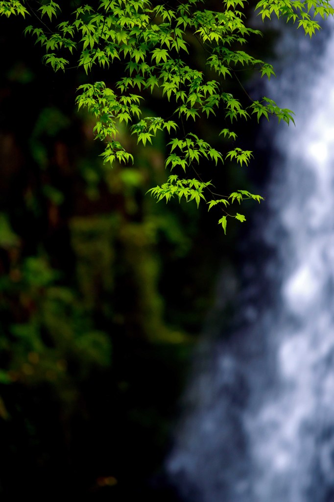 新緑の「白糸の滝」　２