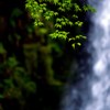 新緑の「白糸の滝」　２