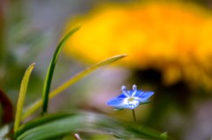 季節は華やかな春へ　３（天草市の西海岸）