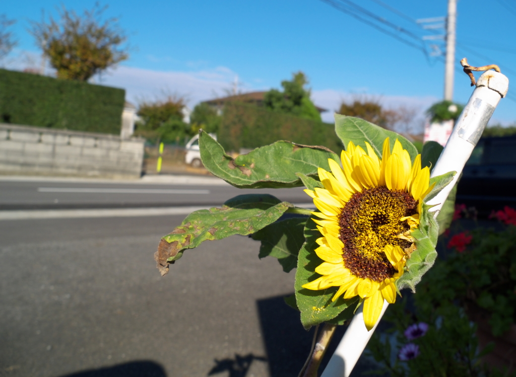 11月のひまわり