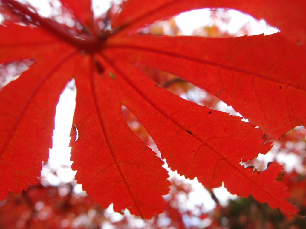 momiji