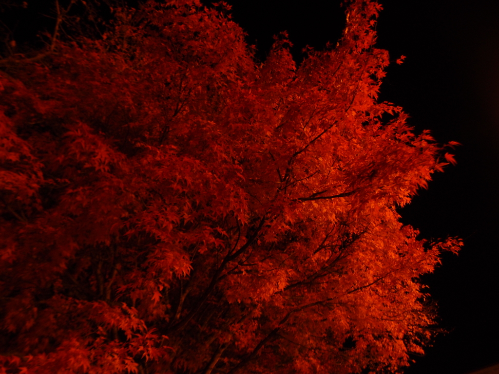yorumomiji